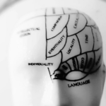illustration of brain zones