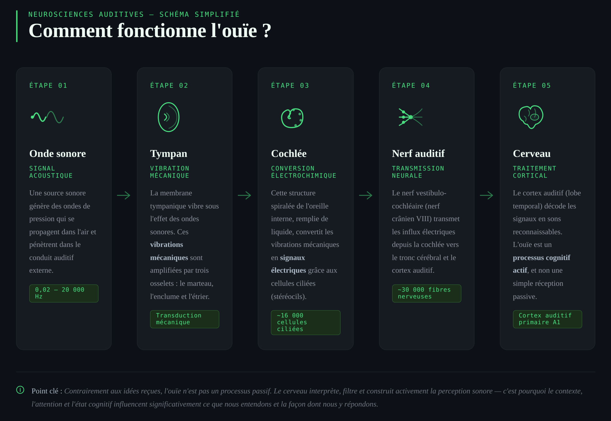 schéma explicatif du fonctionnement de l'ouie