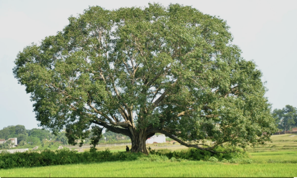 figus religiosa