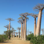 baobab en madagascar