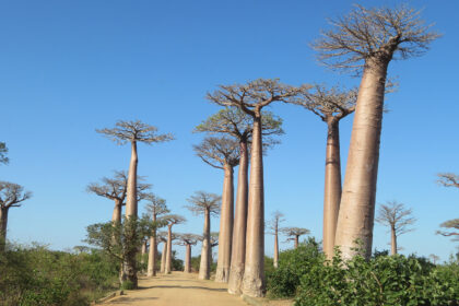 baobab en madagascar