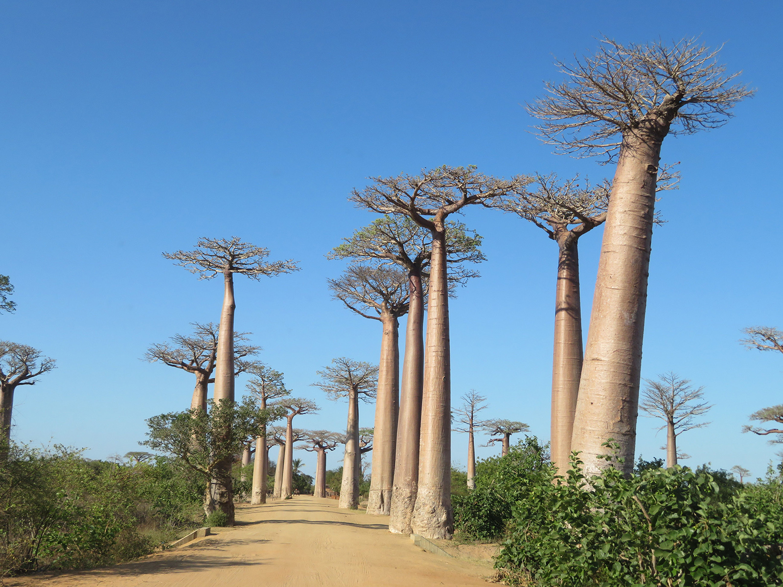 baobab en madagascar