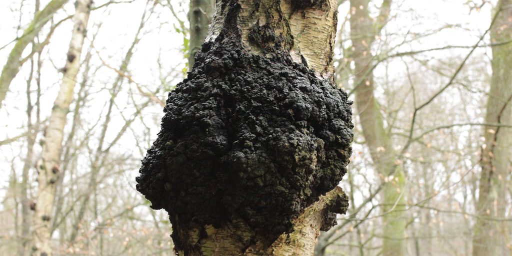 chaga