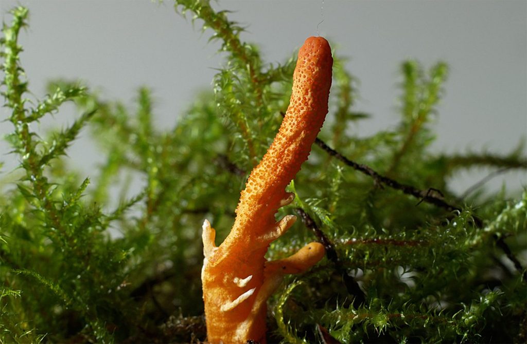 cordyceps image