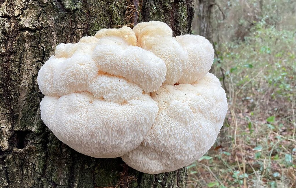 lions mane picture