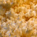 lion's mane