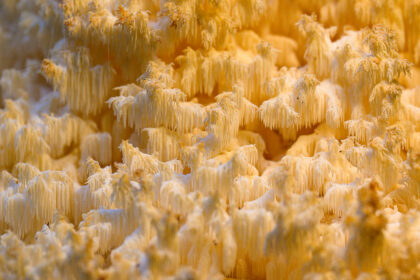 lion's mane