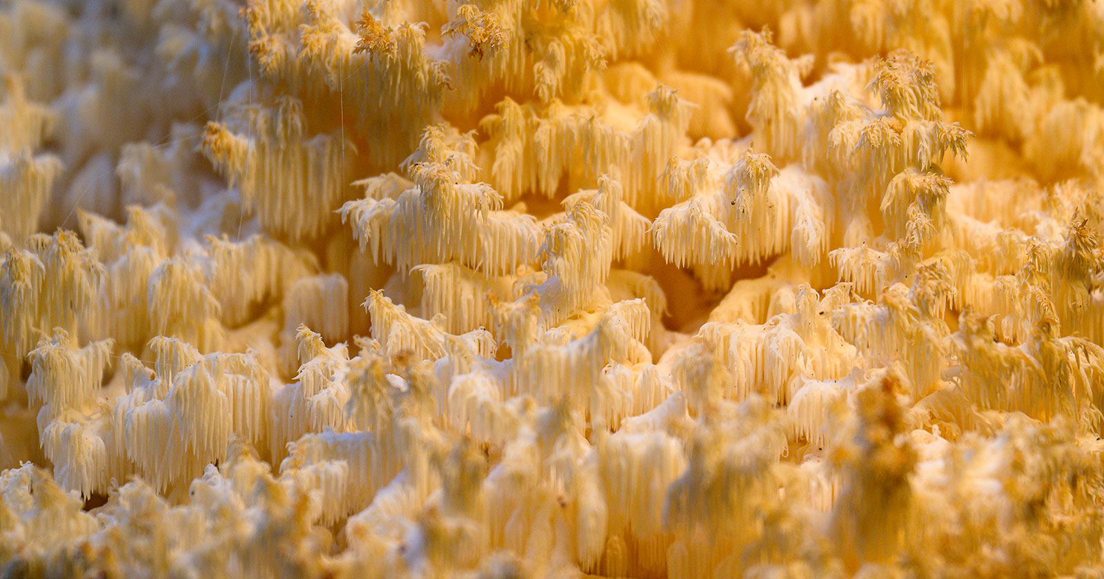 lion's mane