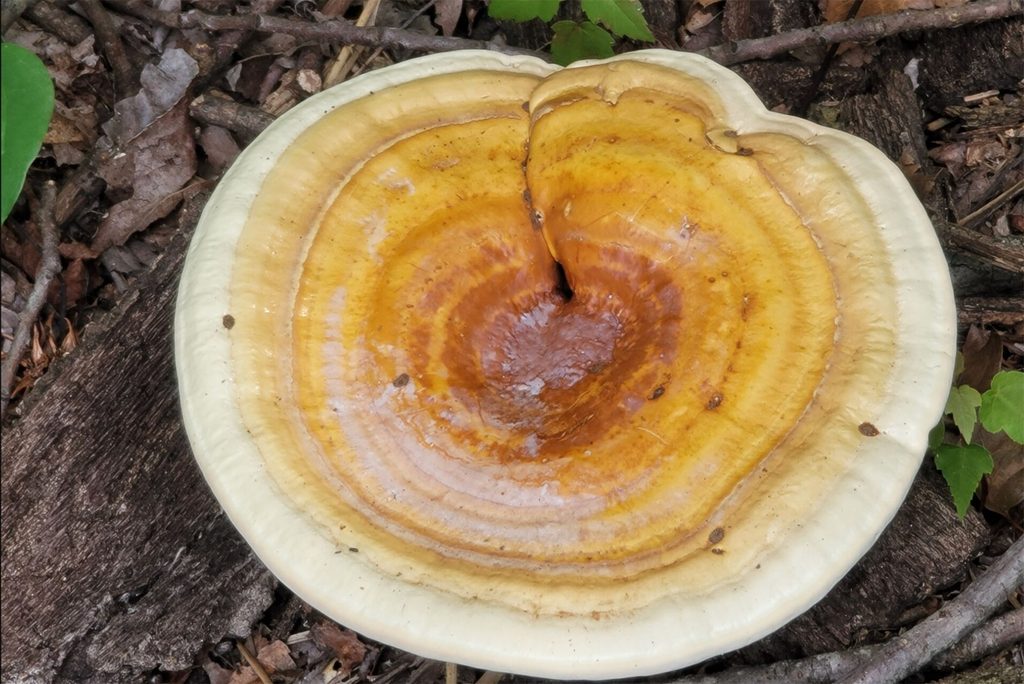reishi