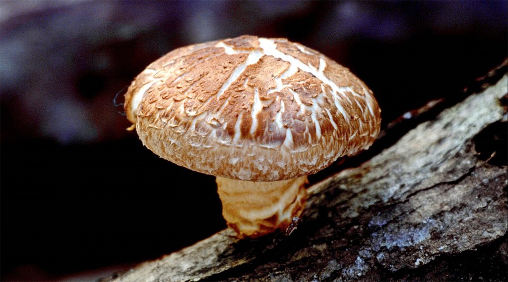 shiitake