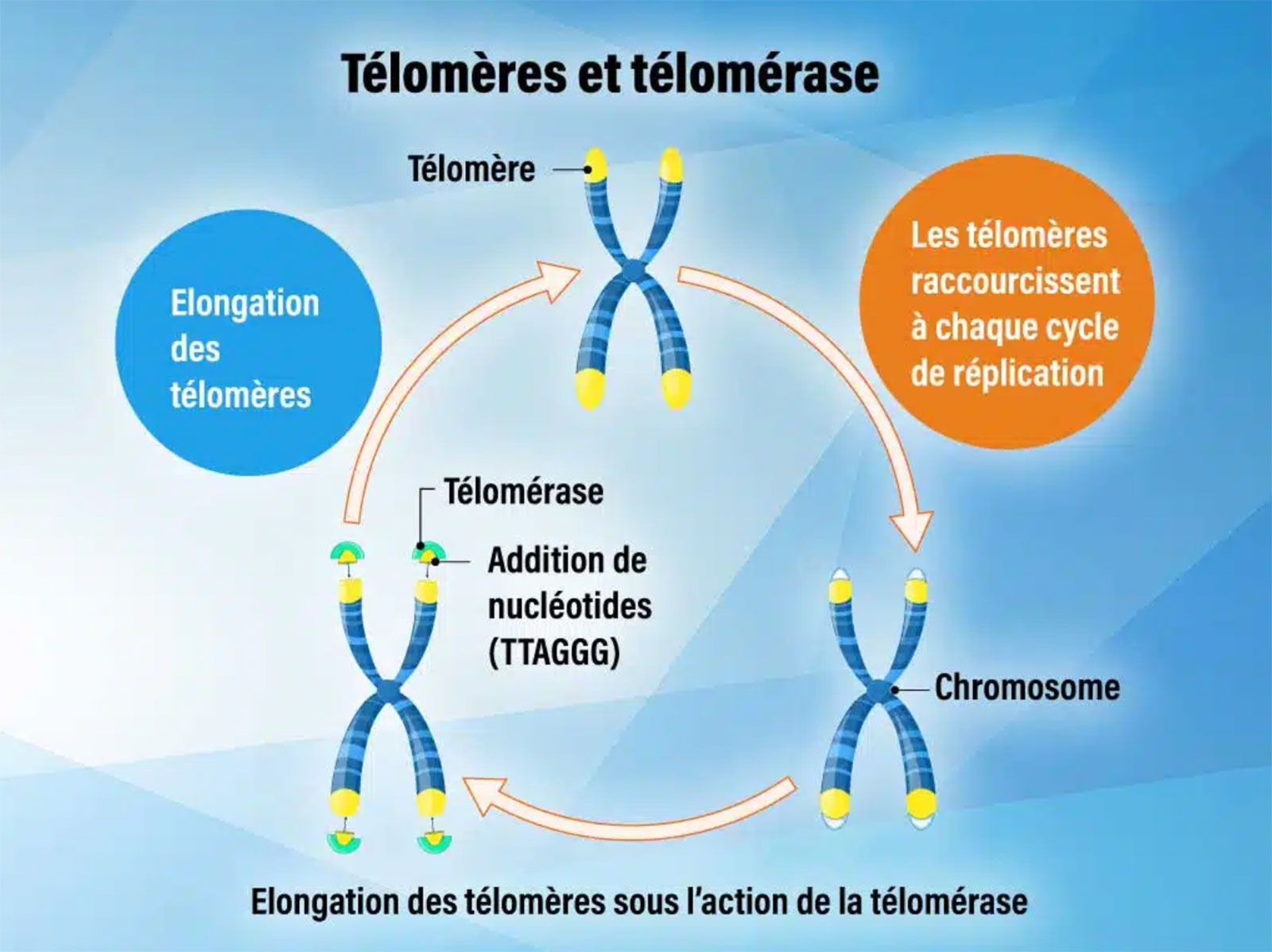 telomere et telomerase